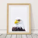 Bald Eagle Wall Art Print — photo 1