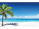 Beach With Palm Tree Wallpaper / Murals — photo 2